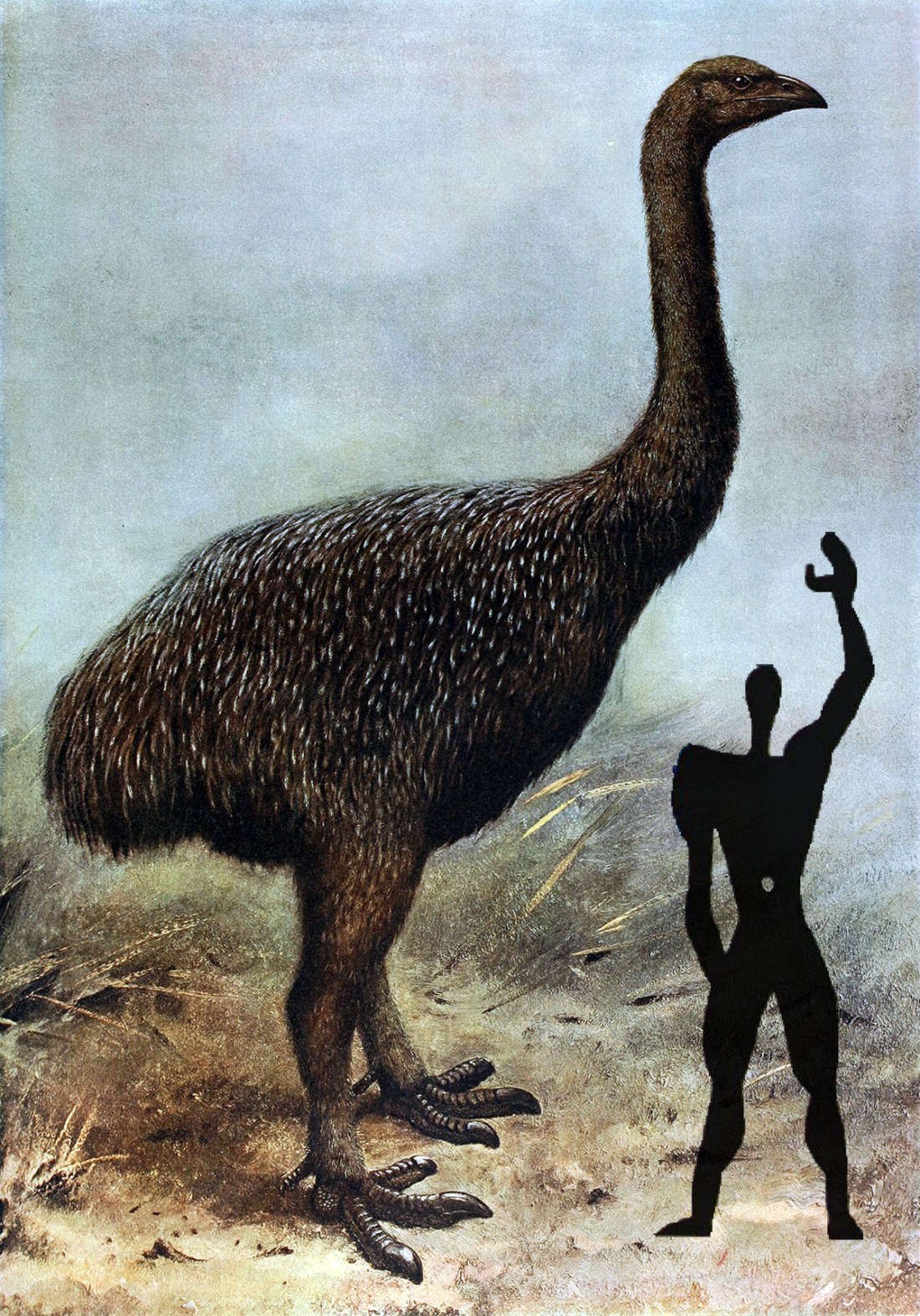 Megalapteryx